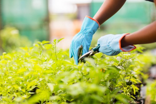 Gardener trimming hedges near Walthamstow Market properties